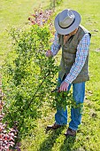 Pruning of a Rose integrated into a varied hedge.