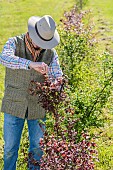 Man pinching a young hedge shrub to make it thicken.