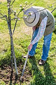 Man hoeing the foot of an apple tree in April: Fighting weed competition at the foot of fruit trees.