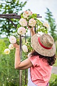 Woman palliating a Rose climbing on a pergola.