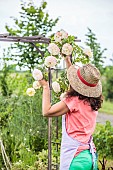 Woman palliating a Rose climbing on a pergola.