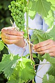 Woman attaching a vine stem to a support, in June.