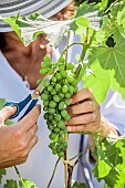 Woman practicing chiseling, an operation that consists in removing malformed grapes from a bunch of table grapes.