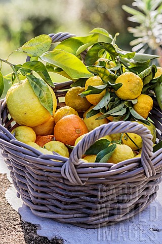Harvesting_of_hana_yuzu_the_yuzu_flower_a_smallfruited_but_juicy_form_and_other_citrus_fruits_in_Nov
