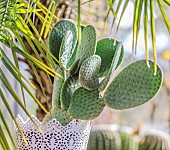 Polka dot Cactus (Opuntia microdasys) Caress grown in pots indoors: this cactus has no thorns.