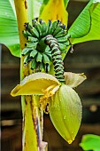 Japanese banana Sakkhalin (Musa basjoo Sakkhalin): very flowering strain, smaller, more resistant to cold.