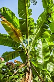 Darjeeling banana (Musa sikkimensis). Semi-rustic ornamental banana tree.