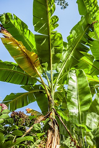 Darjeeling_banana_Musa_sikkimensis_Semirustic_ornamental_banana_tree