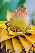 Golden lotus or Chinese dwarf banana (Musella lasiocarpa). Cousin of the spectacularly flowering banana tree.