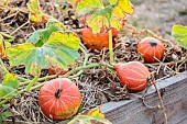 Pumpkins Red Kuri ready to be harvested in September.