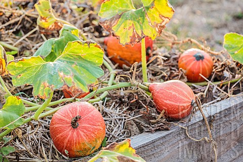 Pumpkins_Red_Kuri_ready_to_be_harvested_in_September