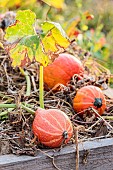 Pumpkins Red Kuri ready to be harvested in September.