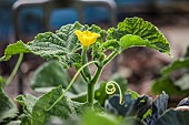 Freshly blooming cucumber flower on the plant in the vegetable garden.