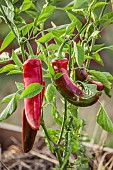 Lipari F1 pepper, improved Bull Horn variety.