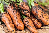 Carrot Oxhella, improvement of the famous Chantenay carrot
