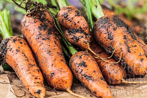 Carrot_Oxhella_improvement_of_the_famous_Chantenay_carrot