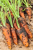 Carrot Oxhella, improvement of the famous Chantenay carrot