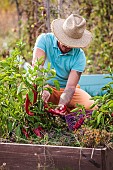 Man harvesting bull horn peppers in summer.