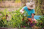 Man harvesting bull horn peppers in summer.