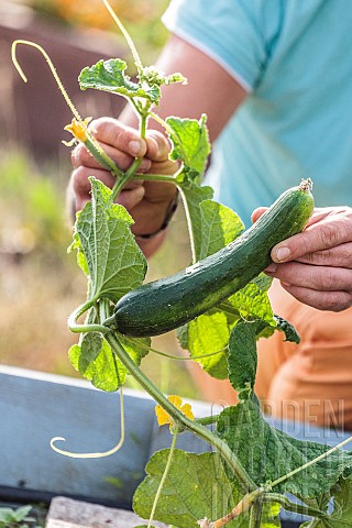 Variety_of_cucumber_with_thick_fruit_of_French_origin