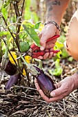 Solanum melongena, Eggplant harvest, in summer.