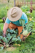 Man harvesting a kohlrabi in autumn.