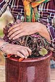 Prune a heuchera in a pot to make it younger.