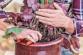 Prune a heuchera in a pot to make it younger.