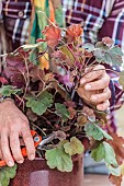 Cutting the heuchera in steps. 1: Cutting stems on the periphery of the clump.