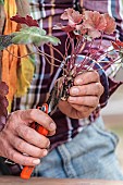 Cutting the heuchera in steps. 2: Remove the oldest leaves from the cutting.