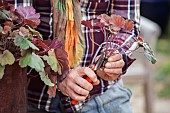 Cutting the heuchera in steps. 2: Remove the oldest leaves from the cutting.