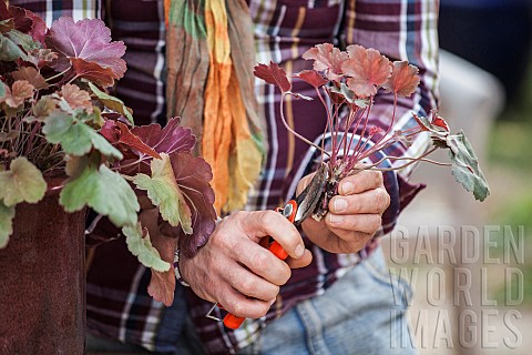 Cutting_the_heuchera_in_steps_2_Remove_the_oldest_leaves_from_the_cutting
