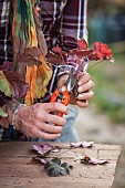 Cutting the heuchera in steps. 2: Remove the oldest leaves from the cutting.