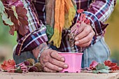 Cutting the heuchera in steps. 3: Put the cutting in an individual pot (plastic cup).