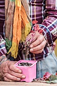 Cutting the heuchera in steps. 3: Put the cutting in an individual pot (plastic cup).