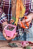 Potted heuchera cutting, ready to root.