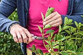 Man preparing Japanese Spindle (Euonymus japonicus) cuttings.