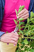 Man preparing Japanese Spindle (Euonymus japonicus) cuttings.