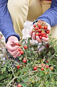 Man harvesting Matts Wild Cherry cherry tomatoes, improvement of Solanum pimpinellifolium