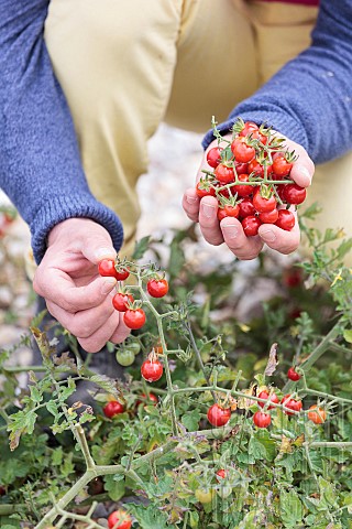 Man_harvesting_Matts_Wild_Cherry_cherry_tomatoes_improvement_of_Solanum_pimpinellifolium