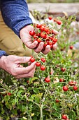 Man harvesting Matts Wild Cherry cherry tomatoes, improvement of Solanum pimpinellifolium