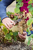 Man harvesting Chasselas de Moissac grapes in October.