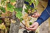 Man harvesting Chasselas de Moissac grapes in October.