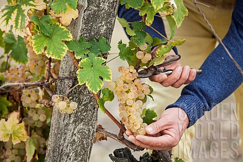 Man_harvesting_Chasselas_de_Moissac_grapes_in_October