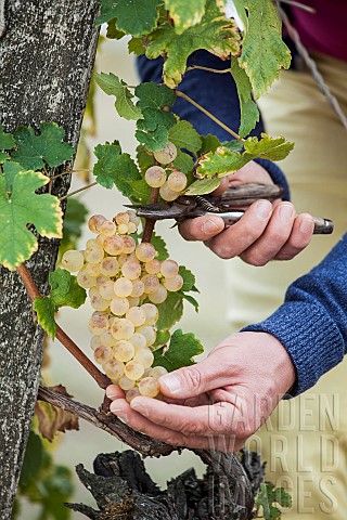 Man_harvesting_Chasselas_de_Moissac_grapes_in_October
