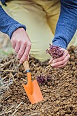 Transplanting of a lettuce Purple oak leaf.