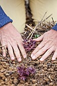 Transplanting of a lettuce Purple oak leaf.