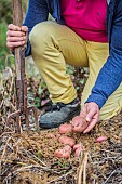 Harvesting of potatoes of the Sarpo Mira variety in summer