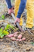 Harvesting of potatoes of the Sarpo Mira variety in summer