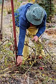 Man pulling up a tomato plant at the end of the season.